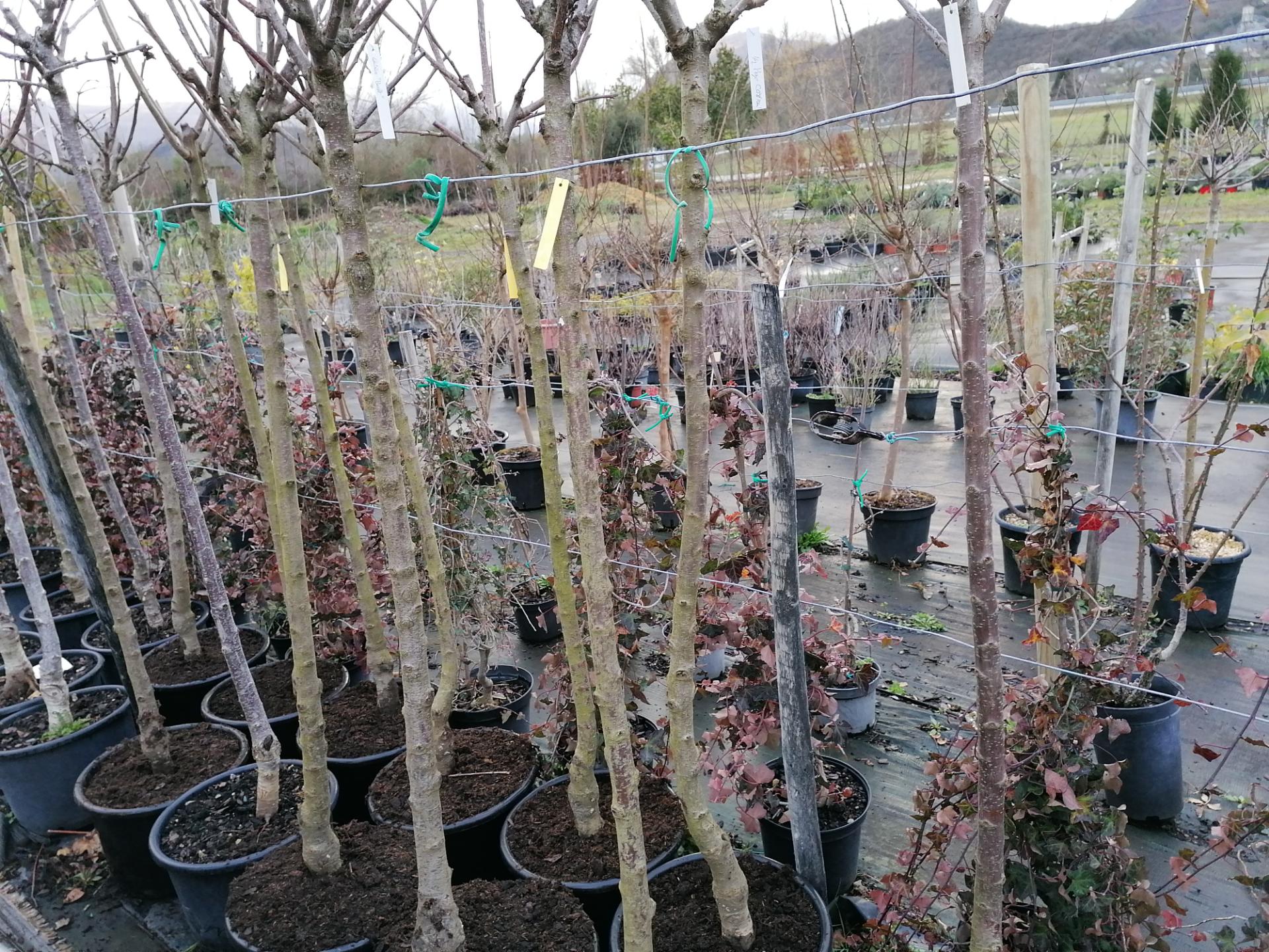 Vente D Arbres Fruitiers Et Plants De L Gumes Pr S De Tarbes